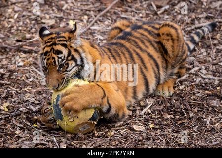 Londres, Royaume-Uni. 5 avril 2023. Crispin et Zac, l’un des mordus de tigres sumatran, vieux de neuf mois et en danger critique, enfuie un sentier parfumé à la cannelle laissé par les zoos avant du déchirer dans des œufs géants en machette de papier, au cours d’une séance photo au zoo de Londres ZSL, avant la chasse aux œufs normale au zoo pendant les vacances de Pâques. En cours d'exécution jusqu'au 16 avril, les enfants sont invités à participer à une chasse aux œufs à la suite d'indices éducatifs sur le thème des animaux et d'énigmes sans embrouillements afin de craquer le code et de trouver l'œuf d'or caché. Credit: Stephen Chung / Alay Live News Banque D'Images