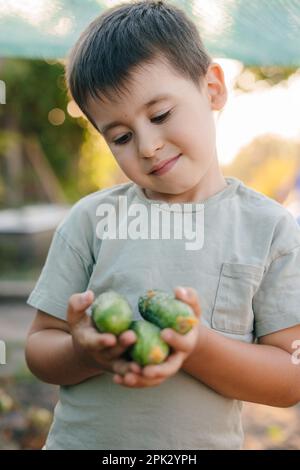 Portrait d'un garçon appréciant la cueillette de concombres du jardin, tenant des concombres dans les deux mains. Récolte de légumes avec des enfants Banque D'Images