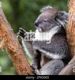 Un koala adulte, Phascolarctos cinereus, dans un eucalyptus, en Australie. Ce mignon marsupial est en danger dans la nature. Banque D'Images