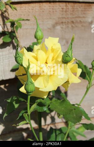 Rose jaune dans le jardin Banque D'Images