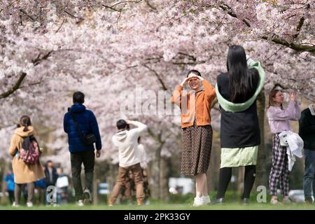 Les gens posent pour des photos avec des cerisiers en fleurs à Battersea Park dans le sud-ouest de Londres. Date de la photo: Mercredi 5 avril 2023. Banque D'Images