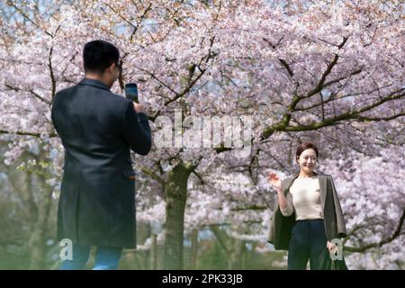 Les gens posent pour des photos avec des cerisiers en fleurs à Battersea Park dans le sud-ouest de Londres. Date de la photo: Mercredi 5 avril 2023. Banque D'Images