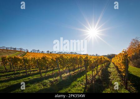 Les vignes se délaissent au coucher du soleil avec des feuilles jaunes et dorées changeantes en automne, la campagne traditionnelle et les paysages de la belle Rhin Hesse, Allemagne Banque D'Images