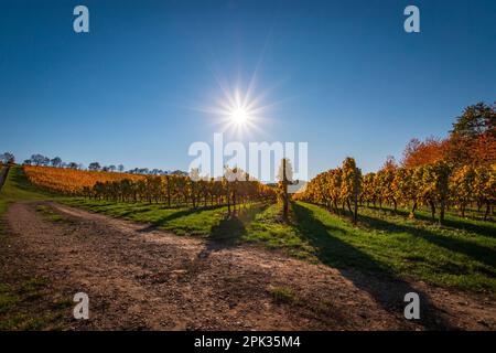 Les vignes se délaissent au coucher du soleil avec des feuilles jaunes et dorées changeantes en automne, la campagne traditionnelle et les paysages de la belle Rhin Hesse, Allemagne Banque D'Images