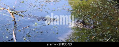 Une image rapprochée d'un crocodile nageant dans un plan d'eau, entouré d'une grande herbe verte Banque D'Images