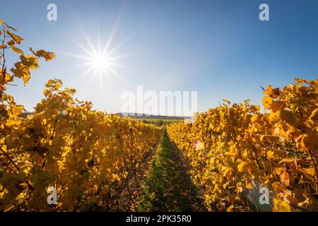 Les vignes se délaissent au coucher du soleil avec des feuilles jaunes et dorées changeantes en automne, la campagne traditionnelle et les paysages de la belle Rhin Hesse, Allemagne Banque D'Images