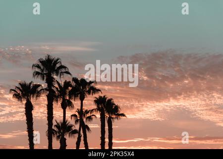 Coucher de soleil bleu et orange avec des silhouettes Palm Tree à Palm Springs, Californie Banque D'Images