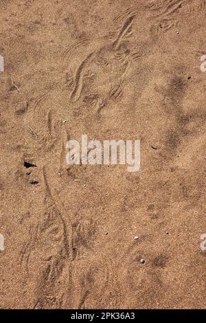 Paw imprime un lézard de surveillance dans le sable, parc national Leeuwin-Naturaliste, Australie occidentale Banque D'Images