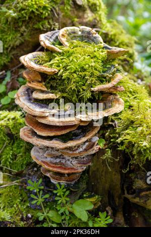 Dinde queue champignons des bois Hardwick Bois Cambridgeshire Banque D'Images