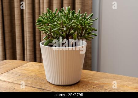 Plante de Jade, crasula ovata, à l'intérieur dans une casserole blanche sur une table en bois. Banque D'Images