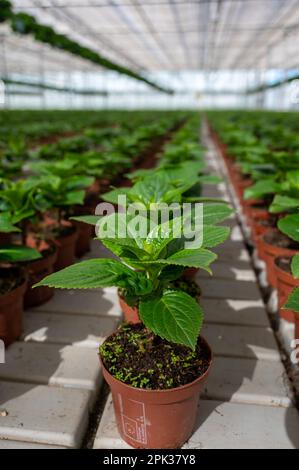 Jeunes plantes d'Hydrangea ou d'hortensia, cultivées comme plantes de jardin décoratives ou ornementales en serre hollandaise, flore des pays-Bas Banque D'Images