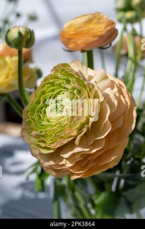 Culture de fleurs colorées de Ranunculus asiticus ou perse buttercup, plantes décoratives ou ornementales de jardin poussant dans la serre hollandaise, fermer u Banque D'Images