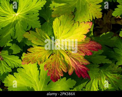 Manteau de dame de jardin, Alchemilla mollis, feuille en couleurs d'automne vert, jaune et rouge Banque D'Images