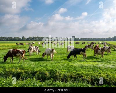 Troupeau de vaches charpeuses frisonnes Holstein et rouges-blanches broutant sur un pré vert dans la polder près de Langweer, Frise, pays-Bas Banque D'Images