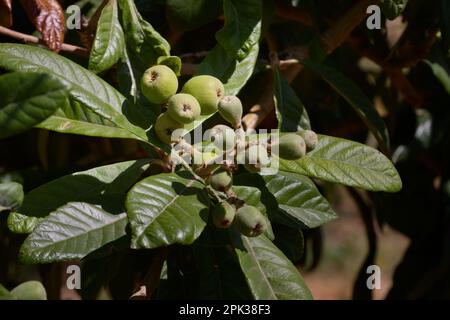 Détail des fruits de l'arbre de medlar (Eriobotrya japonica) au printemps quand ils sont encore verts en raison de leur immaturité Banque D'Images