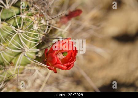 Red Kingcup cactus fleur Claret cupule mojave monticule échinocereus triglochidiatus Banque D'Images