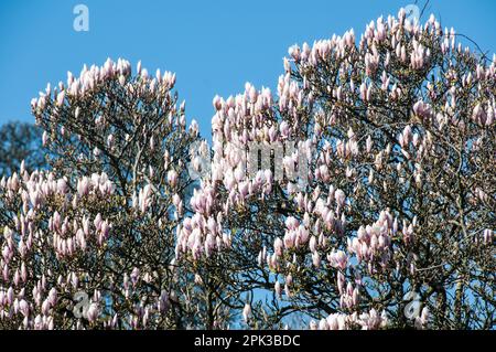 Autour du Royaume-Uni - Un magnifique magnolia dans le domaine d'Astley Hall, Chorley, Lancashire, Royaume-Uni Banque D'Images