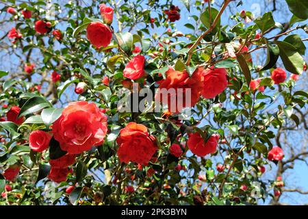 Camellia japonica 'Anna M page' en fleur Banque D'Images
