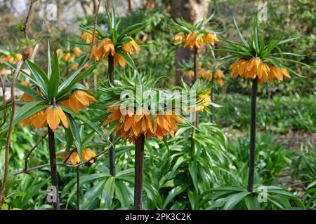 Fritilaria impérialis jaune, Couronne impériale, en fleur Banque D'Images