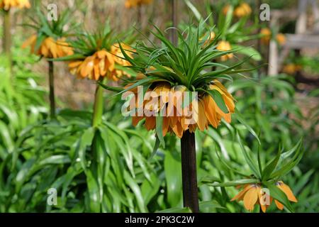 Fritilaria impérialis jaune, Couronne impériale, en fleur Banque D'Images