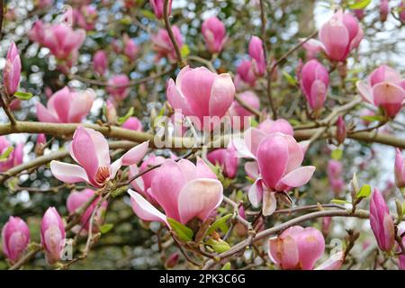 Magnolia soulangeana 'Triumphans' en fleur. Banque D'Images