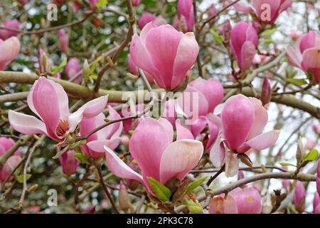 Magnolia soulangeana 'Triumphans' en fleur. Banque D'Images