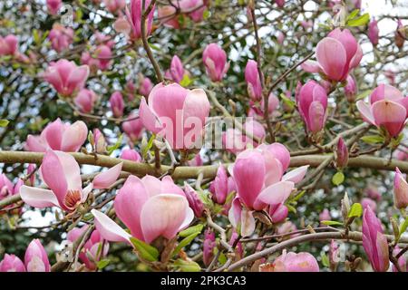 Magnolia soulangeana 'Triumphans' en fleur. Banque D'Images