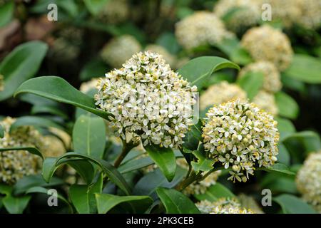 Skimmia Japonica 'Fragrans' en fleur. Banque D'Images