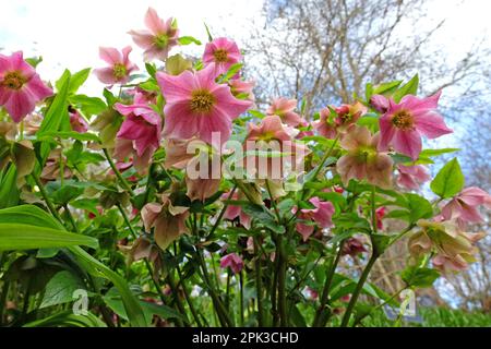Helleborus hybridus, ou hellébores hybrides en fleur. Banque D'Images