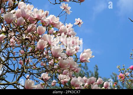 Magnolia « voie lactée » en fleur. Banque D'Images