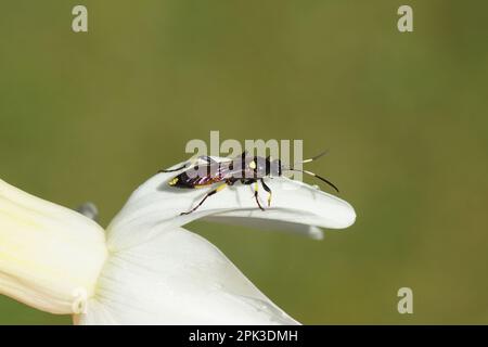 Gros plan de la guêpe parasite femelle de la sous-famille des Ichneumoninae, de la famille des ichneumons ou des ichneumonides (Ichneumonidae). Sur une fleur jaune pâle Banque D'Images