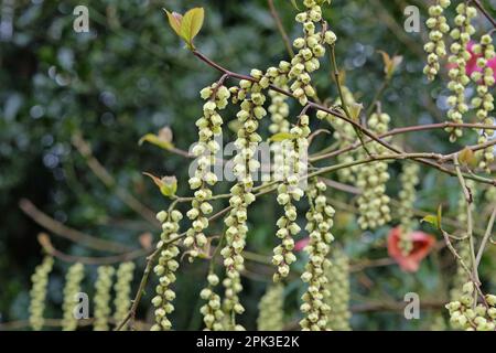 Stachyurus praecox ou Stachyurus précoce en fleur. Banque D'Images