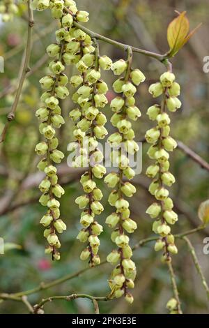 Stachyurus praecox ou Stachyurus précoce en fleur. Banque D'Images