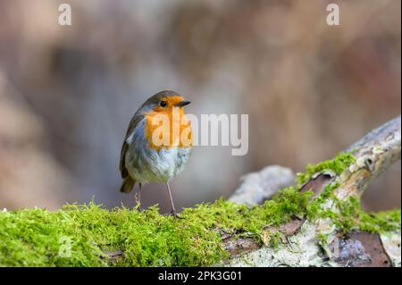 Robin eurasien, erithacus Rubecula, perchée sur une branche d'arbre couverte de mousse, hiver, vue latérale, regardant à droite Banque D'Images