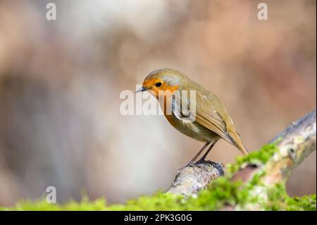 Robin eurasien, erithacus Rubecula, perchée sur une branche d'arbre couverte de mousse, hiver, vue latérale, regardant à gauche Banque D'Images