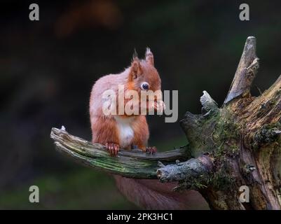 Un écureuil rouge britannique solitaire (Sciurus vulgaris), assis sur une souche d'arbre et mangeant un Hazlenut, son régime de base Banque D'Images