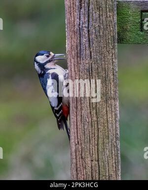 Une femelle de grand pic tacheté, (Dendrocopos Major), perchée sur le côté d'un poteau en bois Banque D'Images