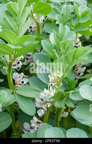 Witkiem Manita, Vicia faba, Witkiem Manita, plantes en fleur, variété à maturation précoce, Banque D'Images