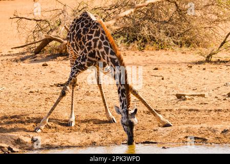 Amboseli Giraffe boire Kenya Afrique de l'est Banque D'Images