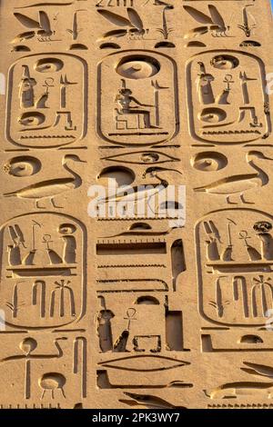 Sculptures en pierre et hiéroglyphes au temple de Louxor, Louxor, Égypte, Afrique du Nord-est Banque D'Images