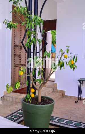 Maison marocaine de l'intérieur avec un citronnier au milieu. Concept d'architecture marocaine Banque D'Images