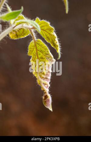 Plante de tomate avec oedème (oedème) cloques sur ses feuilles. Banque D'Images