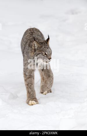 Lynx canadienne (Lynx canadensis) fait un pas en avant en regardant l'hiver droit - animal captif Banque D'Images