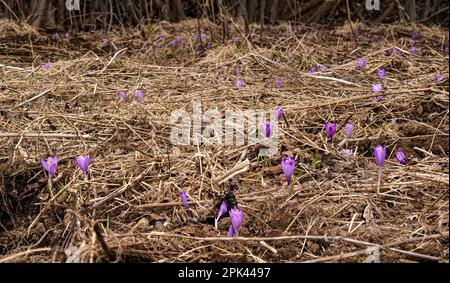 Prairie en herbe sèche avec fleurs d'iris violet sauvage (Crocus heuffelianus), gros plan Banque D'Images