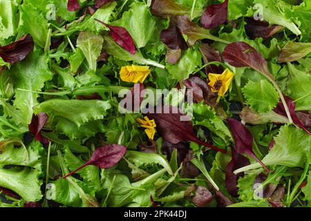 Salade de feuilles vertes et rouges, petite fleur jaune comestible, gros plan du dessus Banque D'Images