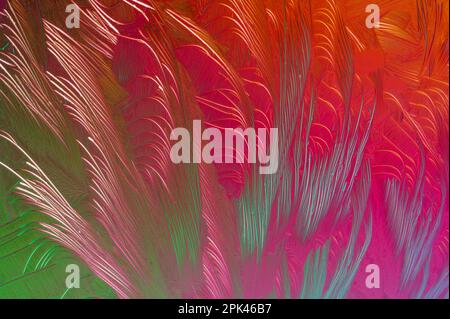 Mélange d'acides aminés bêta-alanine et L-glutamine dans la lumière polarisée croisée Banque D'Images