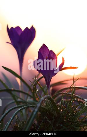 Fleurs de crocus pourpres fraîches qui poussent au lever du soleil au printemps matin Banque D'Images