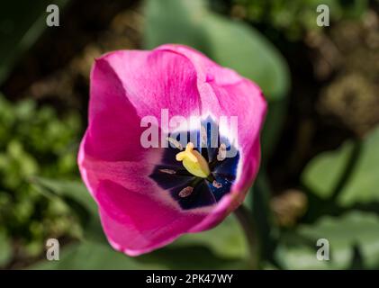 Gros plan de la tulipe rose Little Beauty (T pulchella) au soleil, Écosse, Royaume-Uni Banque D'Images