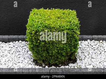 Buxus sinica buisson taillé en forme de cube pousse dans un jardin sur des pierres blanches devant le mur noir Banque D'Images