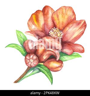 Illustration aquarelle d'une branche de grenade avec des feuilles vertes et des fleurs rouges et des fruits de grenade isolés sur fond blanc. Banque D'Images